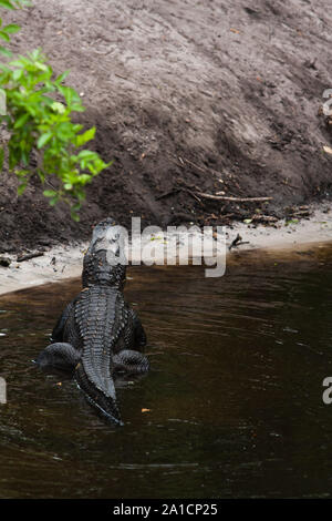 Un Alligator affichant la posture d'accouplement. Banque D'Images