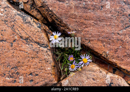 Albion, bassin d'été de l'Utah avec petit jaune violet fleurs daisy alpin sur sentier rocheux dans les montagnes Wasatch près de Cecret Lake Banque D'Images