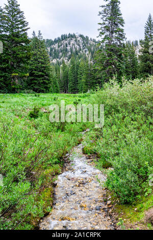 Albion Bassin, Utah l'été avec vue paysage vertical de l'eau de la rivière Creek dans les montagnes Wasatch près de campground Banque D'Images