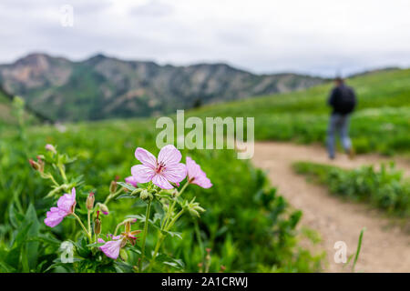 L'homme de l'Utah, bassin Albion randonnées sur sentier des d'été vert fleurs sauvages en saison avec gros plan du collant rose fleurs dans les montagnes Wasatch dans Banque D'Images