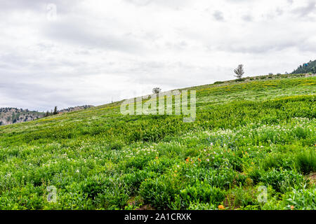 Bassin d'Albion, Utah green vue d'été de la colline sentier des fleurs sauvages en saison dans les montagnes Wasatch en juillet 2019 avec les gens de photoshoot Banque D'Images