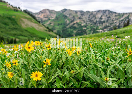 Albion, bassin d'été 2019 de l'Utah en sentier des fleurs des montagnes Wasatch dans la saison avec de nombreuses fleurs jaune tournesol Arnica Banque D'Images