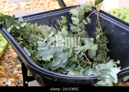 Eucalyptus gunni ou connu comme Eucalyptus Gum cidre Banque D'Images