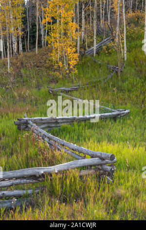 Les trembles et de clôture en automne, la route de comté 9, Sneffels Range, montagnes de San Juan, au Colorado Banque D'Images