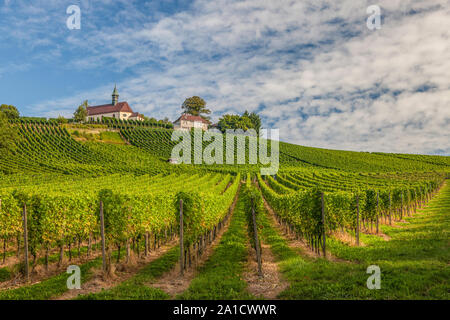 Vignoble sur colline à Jakobus Kapelle, Ortenau, Bade-Wurtemberg, Allemagne Banque D'Images