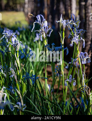 Un bourdon pollinise iris dans les montagnes blanches du centre-est de l'Arizona. Banque D'Images