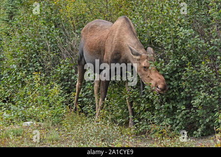 L'alimentation de l'orignal dans les saules dans le parc national Denali en Alaska Banque D'Images