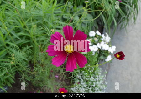 L'été dans le Massachusetts : Cosmos rouge fleur Banque D'Images