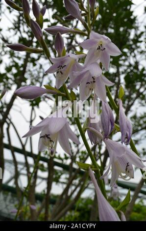 L'été dans le Massachusetts : Purple-White Hosta en fleurs fleurs Banque D'Images