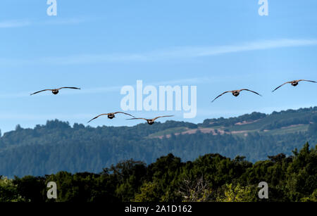 Groupe d'oies sauvages en formation au-dessus de la Californie du sud, bois et collines. Banque D'Images