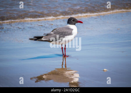 Un rire de mouette Padre Island NS, Texas Banque D'Images