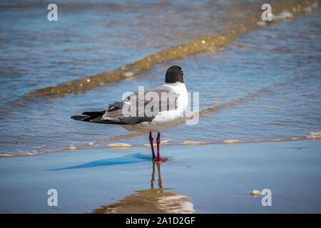 Un rire de mouette Padre Island NS, Texas Banque D'Images