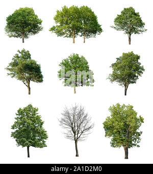 Collection d'arbres sur fond blanc Banque D'Images