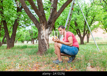 Man picking la tenue d'abricots tombés de arbre dans orchard à Fruita Capitol Reef National Monument en été par l'échelle avec des fruits pourris gâtés Banque D'Images