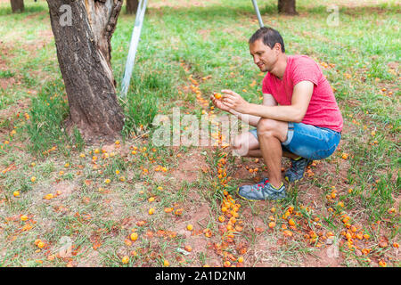 L'homme libre cueillette abricots tombés de arbre dans orchard à Fruita Capitol Reef National Monument en été par l'échelle avec des fruits pourris gâtés Banque D'Images