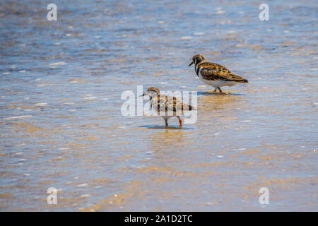 Un oiseau de Rudy récent Padre Island NS, Texas Banque D'Images