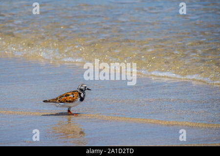 Un oiseau de Rudy récent Padre Island NS, Texas Banque D'Images