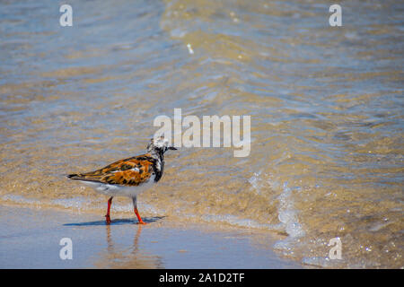 Un oiseau de Rudy récent Padre Island NS, Texas Banque D'Images