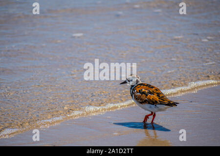 Un oiseau de Rudy récent Padre Island NS, Texas Banque D'Images