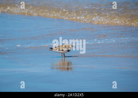 Un oiseau de Rudy récent Padre Island NS, Texas Banque D'Images