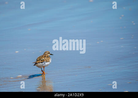 Un oiseau de Rudy récent Padre Island NS, Texas Banque D'Images