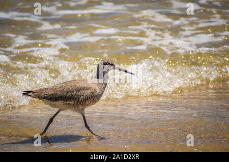 Un oiseau de Willet Padre Island NS, Texas Banque D'Images