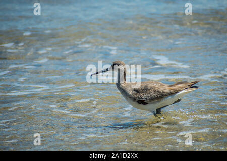 Un oiseau de Willet Padre Island NS, Texas Banque D'Images