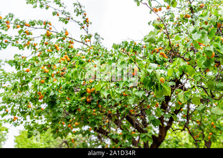 Low angle view of hanging fruits abricots sur l'arbre dans le verger en été dans la région de Capitol Reef National Monument en Utah contre isolés jusqu'à la sky Banque D'Images