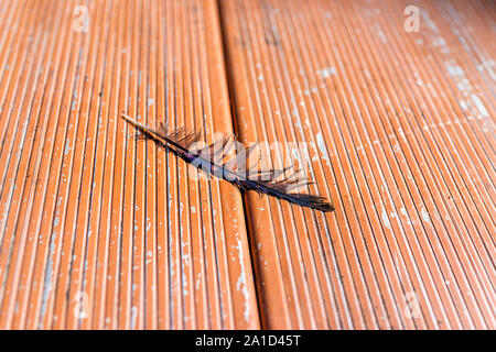 Libre d'une plume d'oiseau bleu jay stellaire sur une table de pique-nique en Amérique du camping au Parc National de Bryce Canyon Banque D'Images