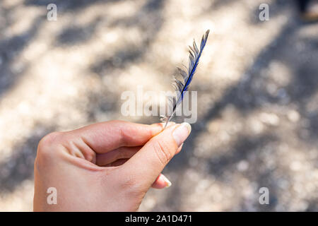 Libre de main tenant une plume d'oiseau bleu jay stellaire en Amérique du camping au Parc National de Bryce Canyon Banque D'Images