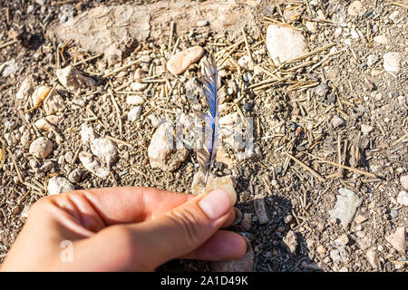 La main libre de prendre une plume d'oiseau bleu jay stellaire en Amérique du camping au Parc National de Bryce Canyon Banque D'Images