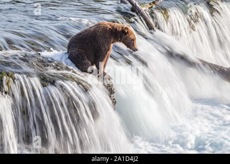 Jeune grizzli assis sur Brooks Falls, Alaska Katmai en Banque D'Images