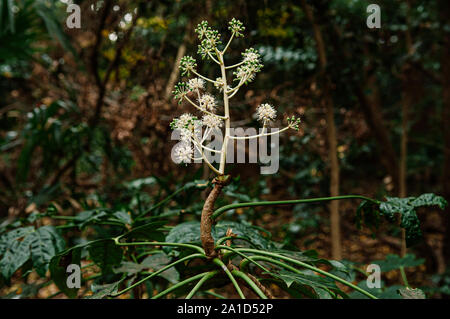 Fatsia Japonica fleurs exotiques sauvages ou Aralia japonais fleurs avec des fruits dans la forêt Banque D'Images