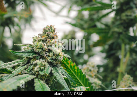 Beau weed nug sur leur longueur maximale de plantes en pot au jardin pot juridique Banque D'Images