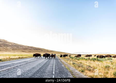 Vue grand angle d'un grand nombre de troupeaux de bisons sauvages crossing road dans Antelope Island State Park dans l'Utah en été avec des rues pavées et des voitures Banque D'Images