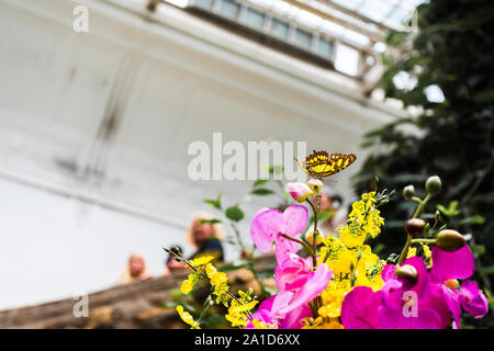 Papilio thoas papillon jaune dans une serre. Banque D'Images