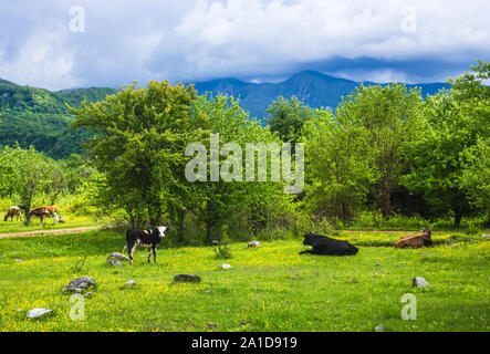 Spotted Cow en Abkhazie broute des pré vert avec des fleurs près de montagnes et collines près d'autres vaches de couleur différente du troupeau, qui dorment et eati Banque D'Images