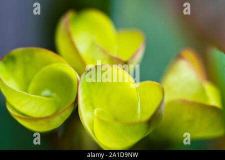 Le jeune leves d'euphorbia elegans plante en couleur verte vue rapprochée Banque D'Images