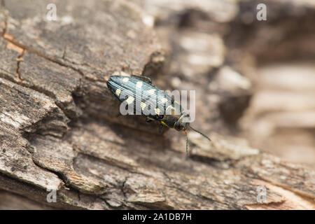 Jewel beetle au bois Banque D'Images