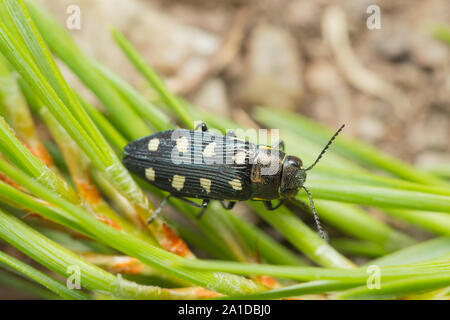 Jewel beetle au bois Banque D'Images