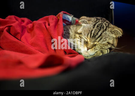 Chat Scottish Fold gentiment dormir comme un homme sous la couverture rouge, sa tête reposant sur le pied Banque D'Images