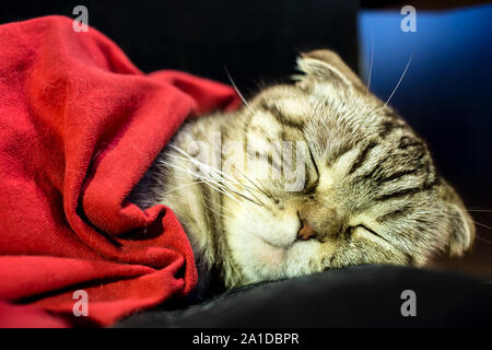 Chat Scottish Fold gentiment dormir comme un homme sous la couverture rouge Banque D'Images