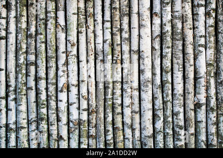 Clôture faite de troncs d'arbres de bouleau les jeunes. Banque D'Images