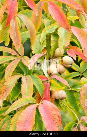 Les feuilles d'Aesculus x neglecta 'Autumn Fire', jaune Horse Chestnut Tree commencent à tourner de couleur cuivre au début de l'automne Banque D'Images