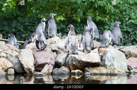 Humboldt Penguin colony debout sur les rochers Banque D'Images