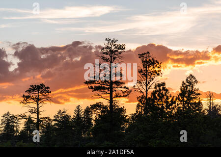 Pine Tree silhouette en paria view donnent sur de magnifiques crépuscule orange foncé ciel avec nuages dans le Parc National de Bryce Canyon après le coucher du soleil Banque D'Images