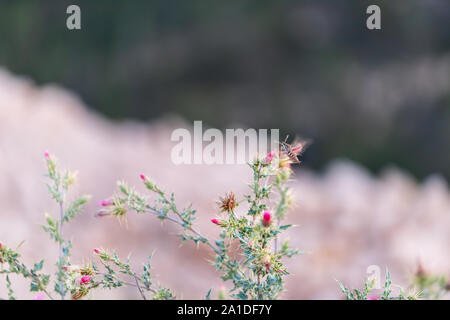 Hummingbird Shinx espèce de recueillir le nectar des fleurs de chardon et l'usine épineuse à Paria vue dans le Parc National de Bryce Canyon dans l'Utah en soir Banque D'Images