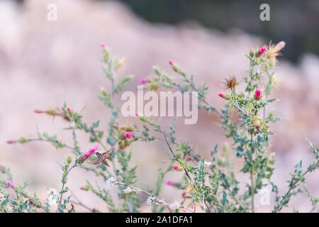 Hummingbird Shinx espèce de recueillir le nectar des fleurs de chardon rose plante épineuse et Paria à voir dans le Parc National de Bryce Canyon dans l'Utah Banque D'Images