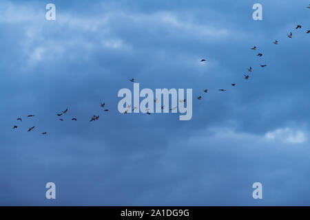 Avec l'aube du matin heure bleue ciel nuages dans la région de Antelope Island State Park dans l'Utah avec troupeau de nombreux goélands oiseaux volant silhouette Banque D'Images