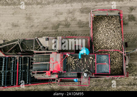 Les agriculteurs de pommes de terre récoltés haut voir la photographie aérienne avec drone Banque D'Images